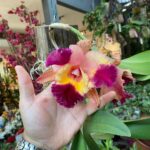 Pot. Afternoon Delight x Blc. Ana Maria Varuzza