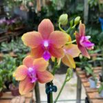 Phalaenopsis Buddha Bronze - PERFUMADA