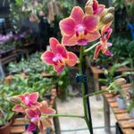 Phalaenopsis Bowdion - COLEÇÃO