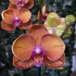 Phalaenopsis Anthura Bologna - COLEÇÃO