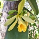 Vanilla Planifolia - Orquídea Baunilha