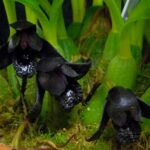 Maxillaria Schunkeana - Micro Orquídea Negra