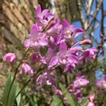 Dendrobium Kingianum - Cheiro Mel