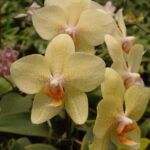 Phalaenopsis Golden Sands ''Canary'' - COLEÇÃO