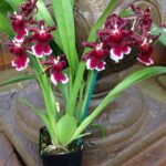 Odontocidium Burgundian - Cheiro Cereja