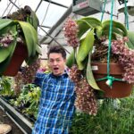 Phalaenopsis Gigantea - RARÍSSIMA