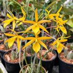 Brassanthe Sunny Delight