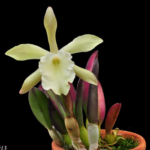 Rhyncholaelia Glauca