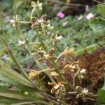 Anacheilium Vespa - PERFUMADA