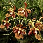 Vanda Roeblingiana - RARÍSSIMA