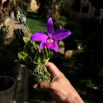 Mini Cattleya Laelia Sincorana