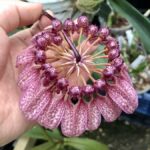 Bulbophyllum Eberhardtii