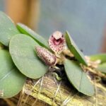 Acianthera Hystrix - COLEÇÃO