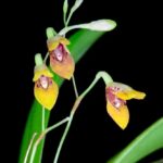 Pabstiella Fusca