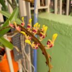 Bulbophyllum Falcatum - COLEÇÃO