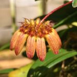 Bulbophyllum Sikkimense - COLEÇÃO