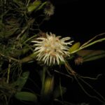 Bulbophyllum Odoratissimum - COLEÇÃO