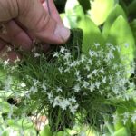 Phymatidium Tillandsioides