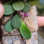 Acianthera Minima - COLEÇÃO