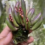 Acianthera Teres