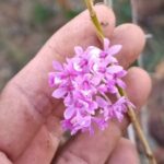 Epidendrum Campestre