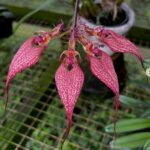 Bulbophyllum Rothschildianum x Pingtungensis