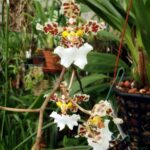 Oncidium Jonesianum - COLEÇÃO