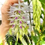 Dendrobium Amethystoglossum - COLEÇÃO