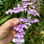 Ionopsis Utricularoides - COLEÇÃO