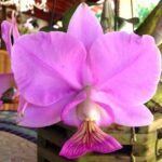 C. Nobilior Elias Najin x Fernando Terra