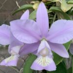 C. Nobilior ''Lilacina''