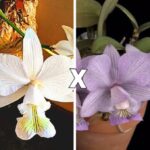 C. Nobilior Venosa Egle Moreno x Máscara