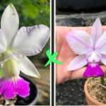 C. Walkeriana Orlando Mazetto x Aquinii Gifu