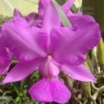 C. Walkeriana Trilabelo x Labeloide