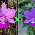 C. Walkeriana (Estrela da Colina x Beth) x (Chapeuzinho Ver. x Lobo Mau)