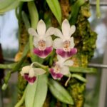 Phalaenopsis Parishii - COLEÇÃO