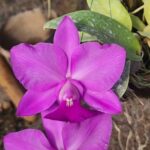 C. Walkeriana Willian Hahd x Carrossel