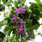 Phalaenopsis Pulchra - COLEÇÃO