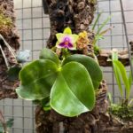 Phalaenopsis Bellina - COLEÇÃO
