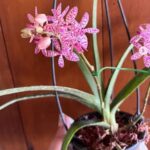 Renanthera Monachica x Rhynchostylis Retusa - COLEÇÃO