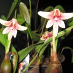 Eria Langbianensis - COLEÇÃO