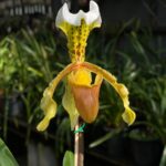 Paphiopedilum Insigne - COM FLOR