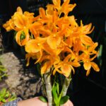 Dendrobium Stardust ''Firebird'' - COM FLOR