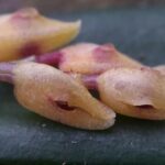 Acianthera Cryptophoranthoides - COLEÇÃO