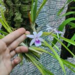 Miltonia Regnellii