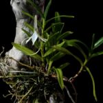 Jumellea Comoriensis - COLEÇÃO
