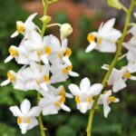 Phalaenopsis Doritis Pulcherrima ''Alba''- COLEÇÃO