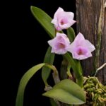 Mini Cattleya Laelia Alaorii