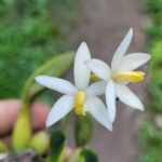 Mini Cattleya Laelia Fournieri