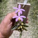 Mini Cattleya Laelia Reginae